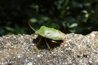 Palomena prasina