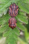 Graphosoma italicum