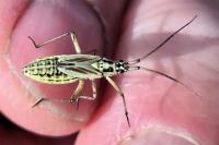 Leptopterna dolabrata