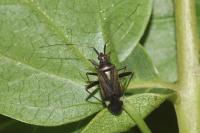 Closterotomus ventralis
