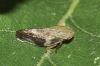 Aphrophora alni