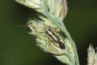Stenotus binotatus