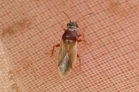 Cymus melanocephalus