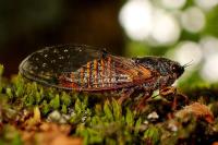 Cicadetta cantilatrix