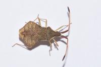Syromastus rhombeus