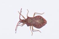 Haploprocta sulcicornis