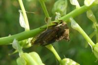 Centrotus cornutus
