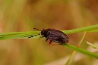 Capsus ater