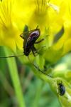 Adelphocoris seticornis