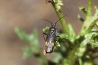 Capsodes flavomarginatus