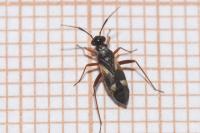 Globiceps fulvicollis