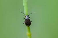 Capsus ater