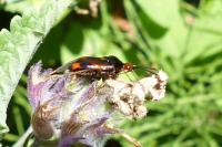 Deraeocoris ruber