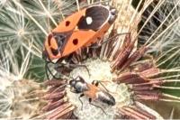 Pterotmetus staphyliniformis