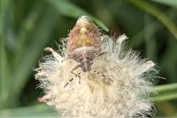 Dolycoris baccarum