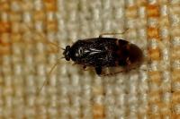 Psallus