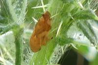Philaenus spumarius