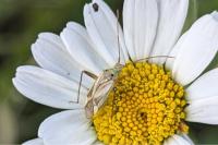 Adelphocoris