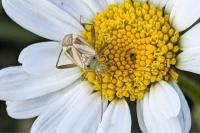 Adelphocoris