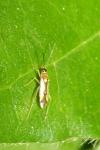 Campyloneura virgula