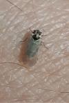 Hyalesthes obsoletus