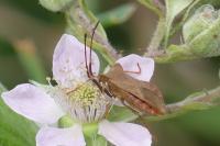 Coreus marginatus