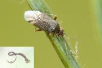 Phoenicocoris obscurellus