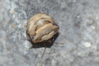 Vilpianus galii
