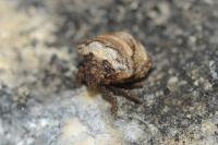 Vilpianus galii