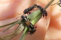 Pterotmetus staphyliniformis