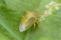 Piezodorus lituratus