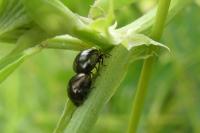 Coptosoma scutellatum