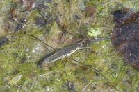 Aquarius paludum