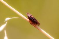 Aphrodes