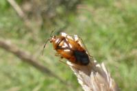 Deraeocoris ruber