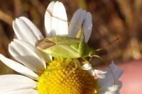 Closterotomus norwegicus