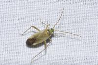 Adelphocoris lineolatus