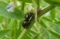 Coptosoma scutellatum