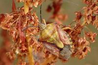 Carpocoris purpureipennis