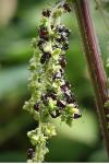 Nezara viridula