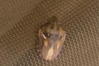 Eurygaster maura