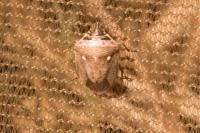 Eysarcoris ventralis