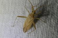 Miridius quadrivirgatus