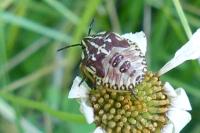 Carpocoris purpureipennis