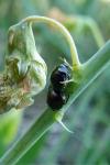 Coptosoma scutellatum