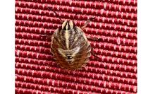 Graphosoma italicum