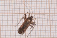 Phytocoris ulmi