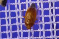 Agnocoris