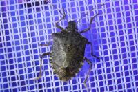 Halyomorpha halys