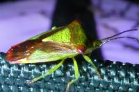 Acanthosoma haemorrhoidale